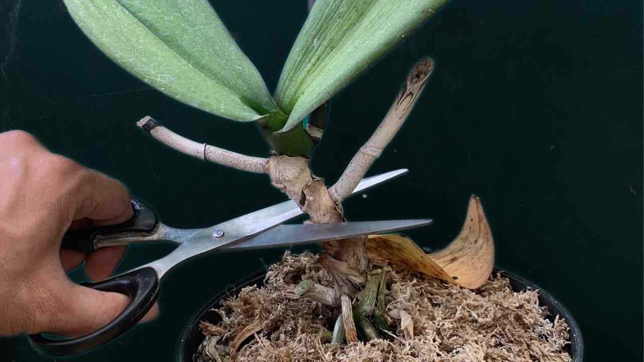 Tagliare il gambo dell'orchidea