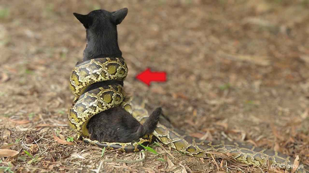 cane e serpente