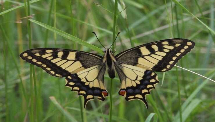 farfalla papilio