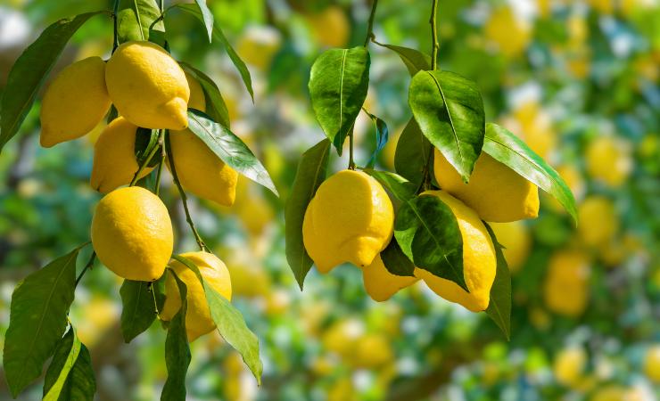 Planta de limón 