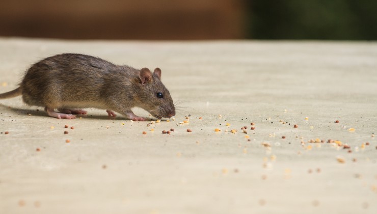 Myši na zahradě