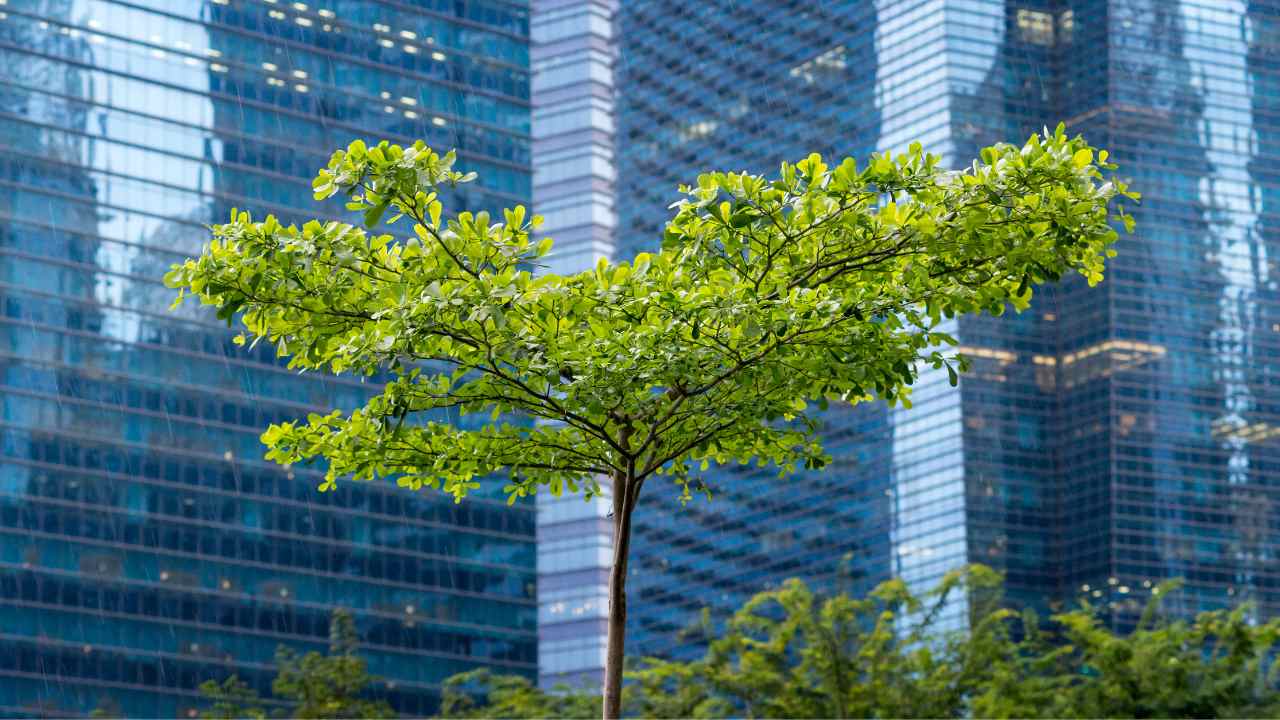 Alberi in città