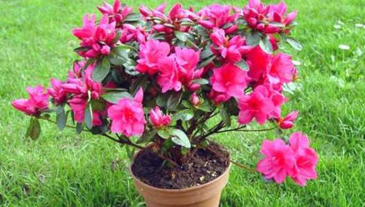 Azalea indica