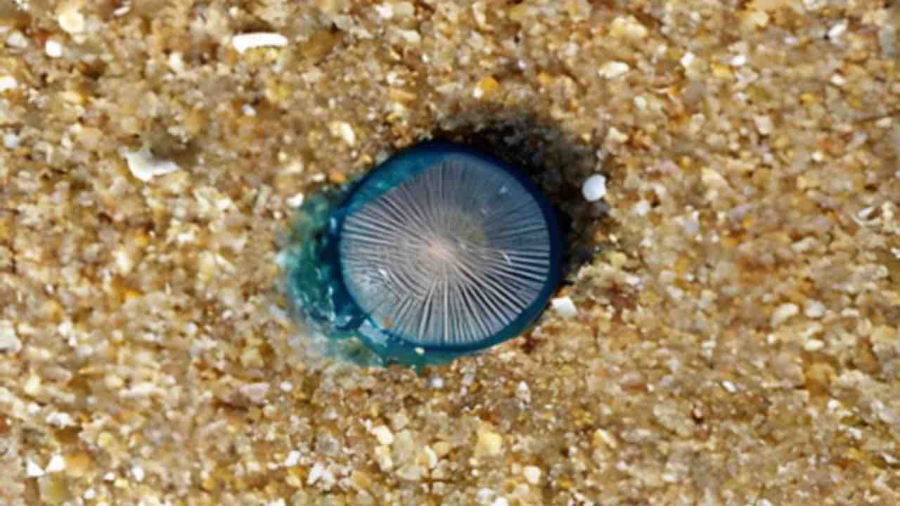 Bottone blu in spiaggia