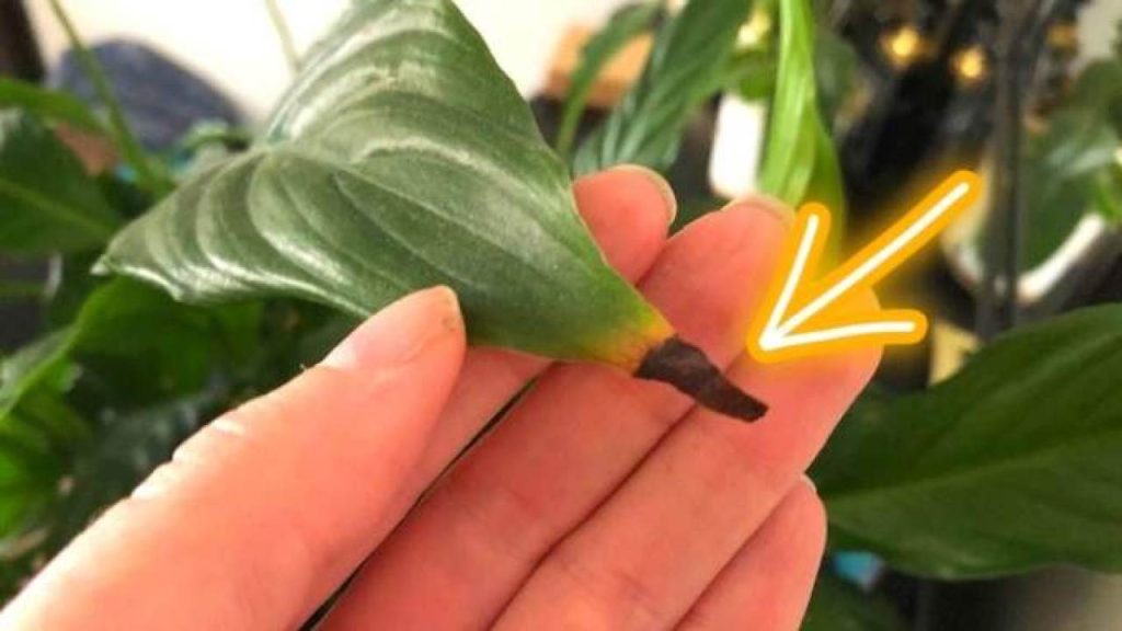 12 Punte Di Freccia In Acciaio Inox - Pesi 60-200 Grani, Per Frecce In Carbonio ID 4.2mm - Foto 9