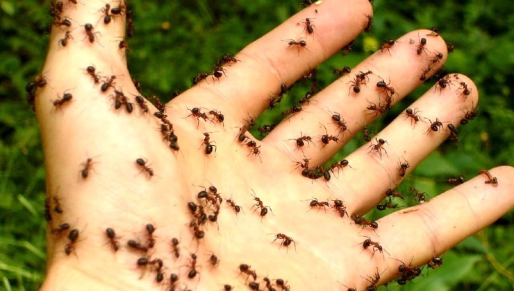 Ants in hand