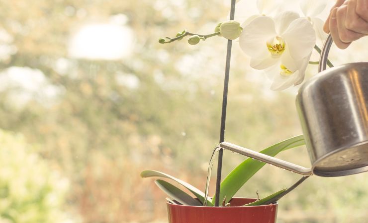 Innaffiare orchidee 