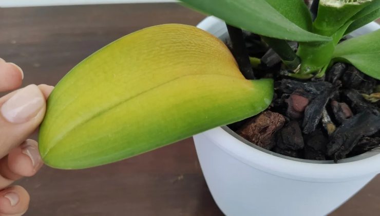 Orchidej se žlutými listy