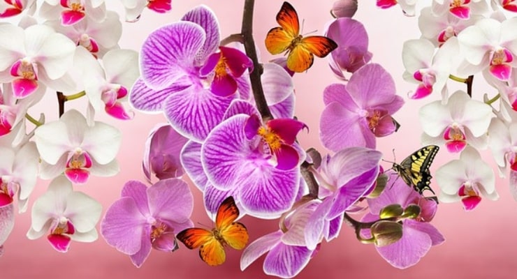Quels remèdes pour une orchidée malade ?