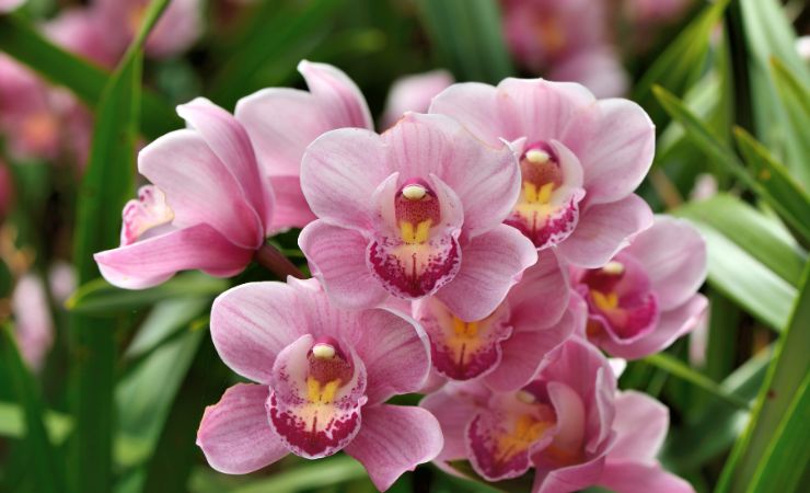 Orchidee 