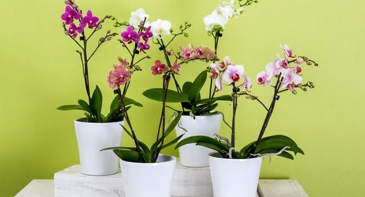 Remède contre les orchidées malades