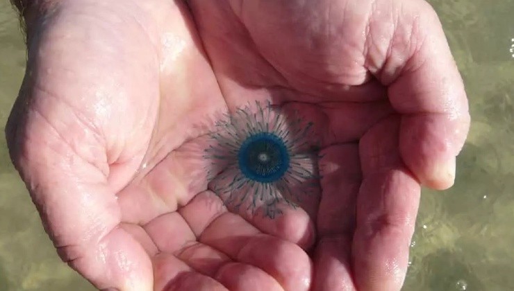 Perchè non toccare la porpita porpita o bottone blu