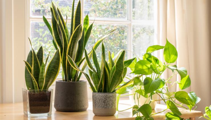 Plants that purify the air