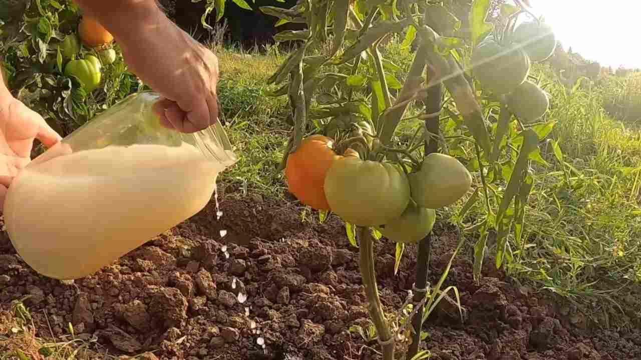 Piante di pomodoro