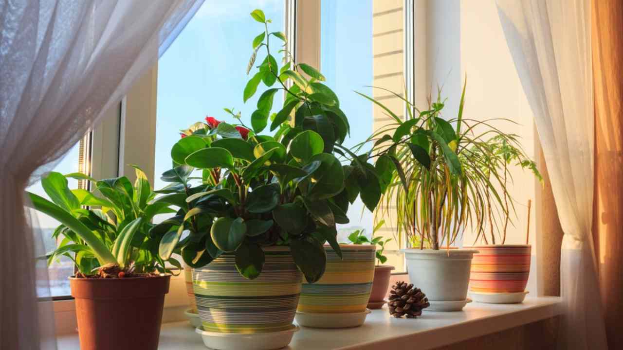 Plants on the windowsill