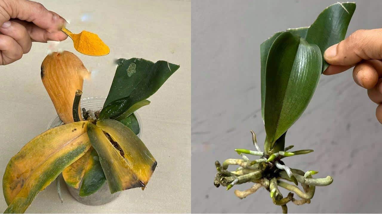 Poudre sur orchidées