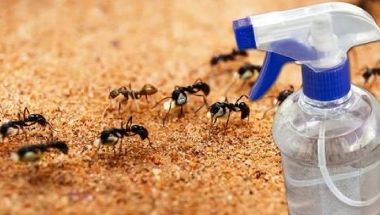 Remèdes contre les fourmis