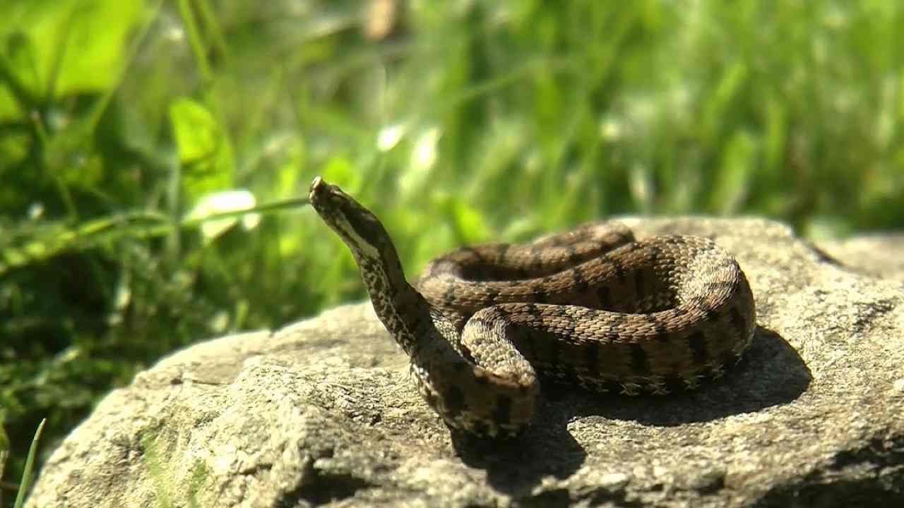 Serpente d'estate