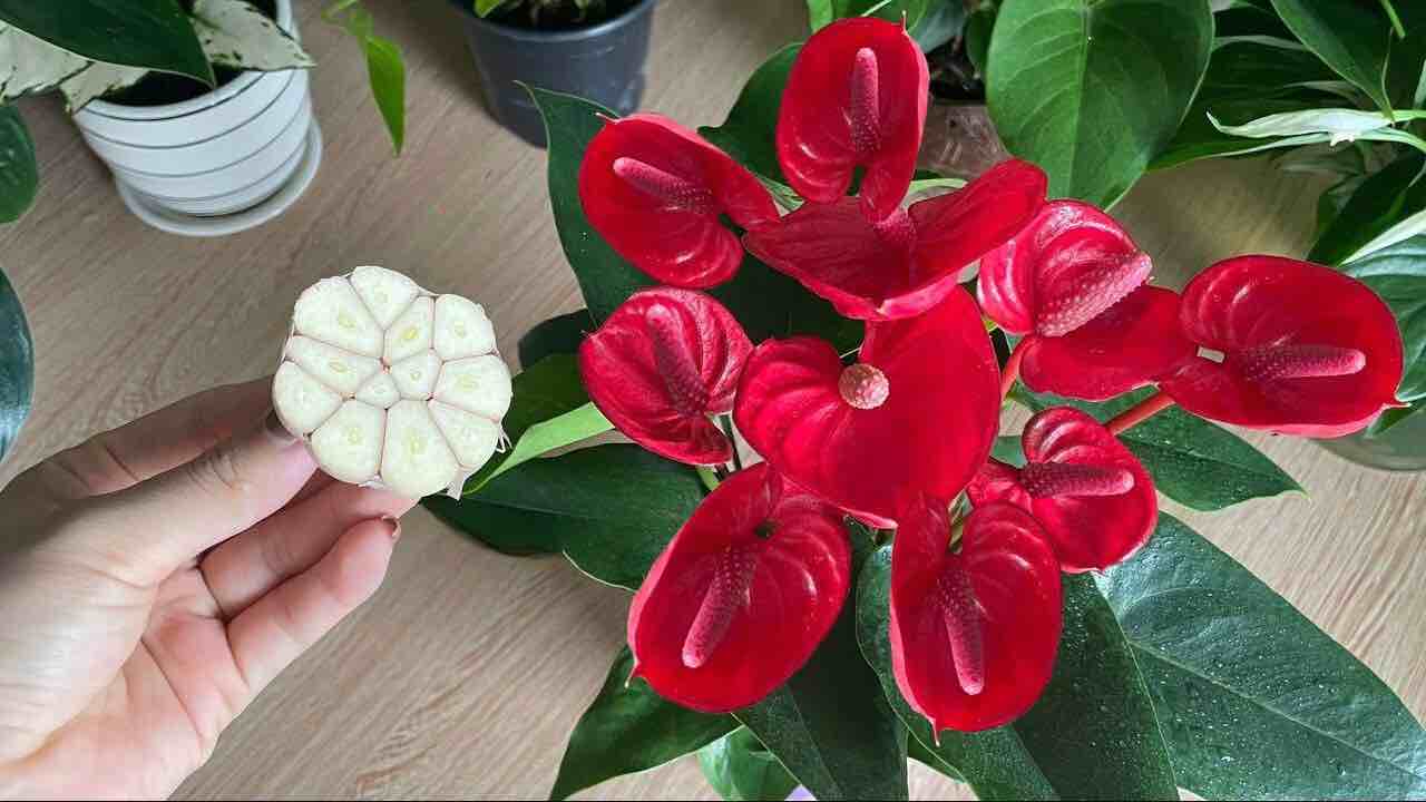 Truco para hacer florecer el Anthurium