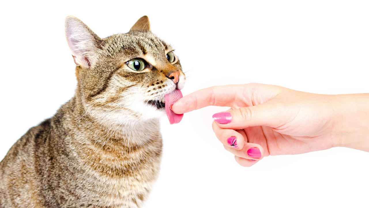 Cosa significa quando i gatti ti leccano? Finalmente la risposta dai veterinari 