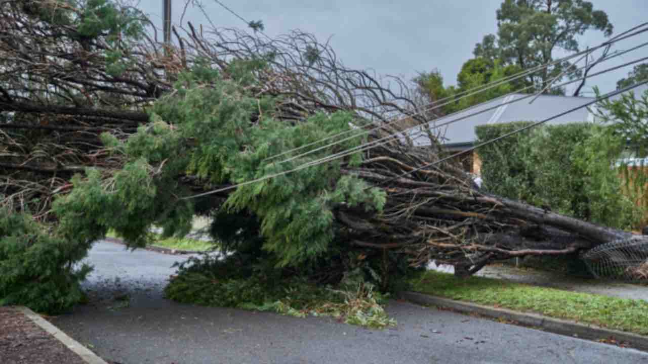 Albero caduto a Milano