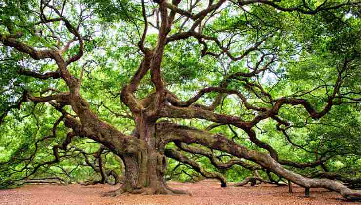 Albero più antico