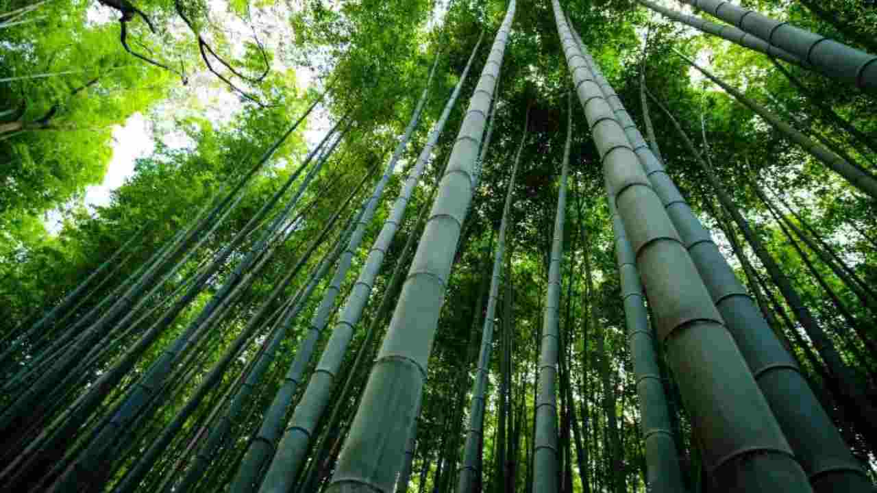 Bosco di bambu 