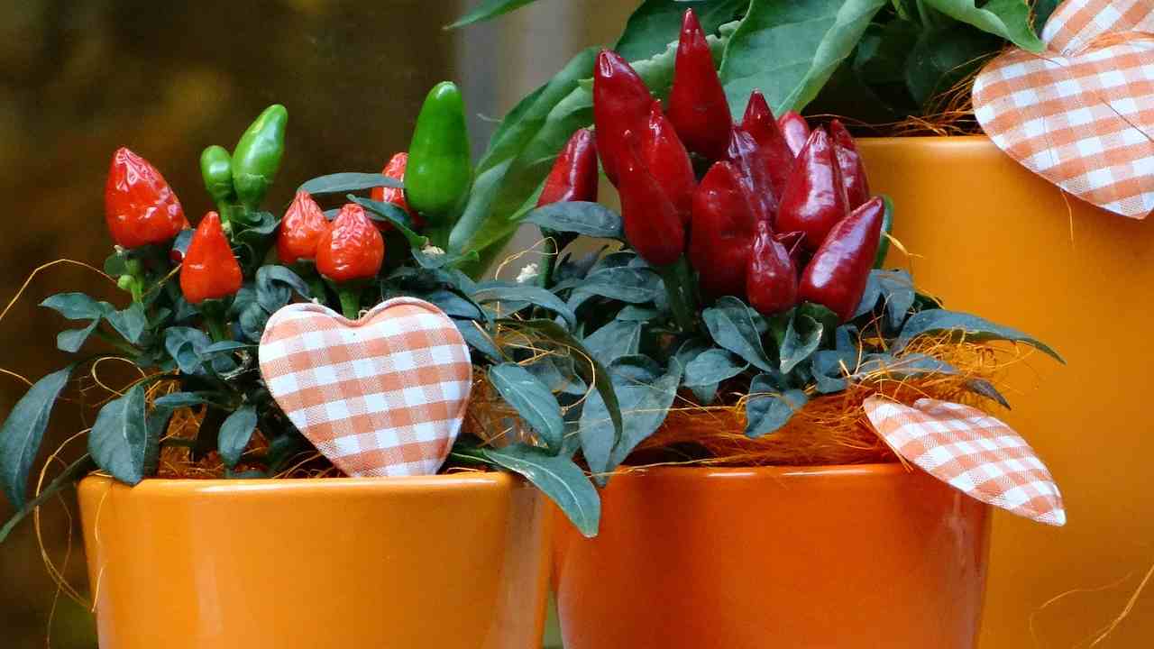 Come coltivare il peperoncino in vaso a casa