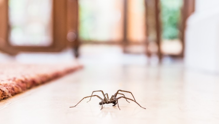 Eliminare ragni in casa