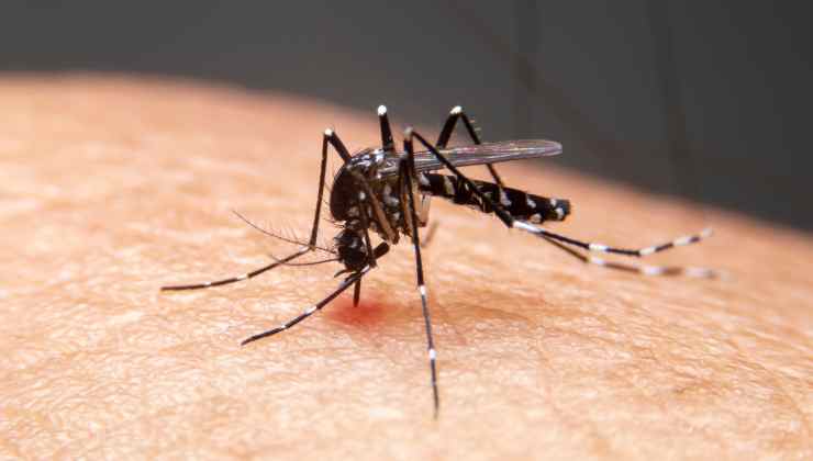 Emergenza febbre Dengue
