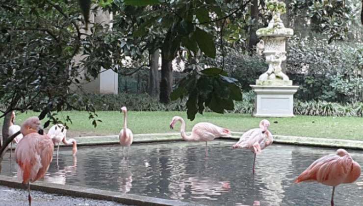 I fenicotteri di Villa Invernizzi