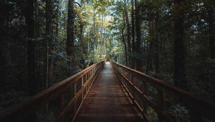 Foresta della Florida