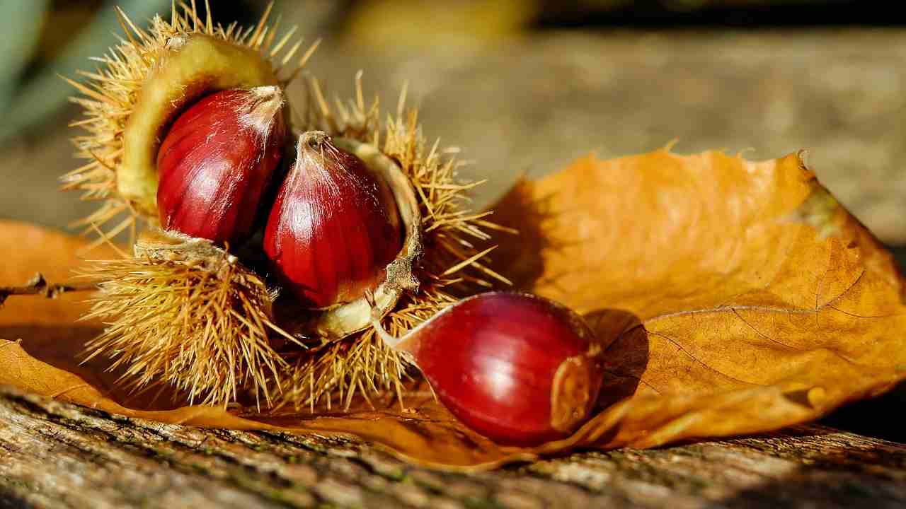 Multa per la raccolta delle castagne