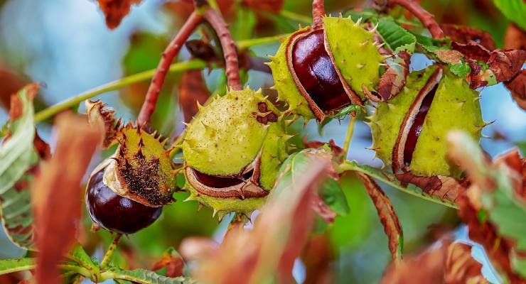 Raccolta delle castagne