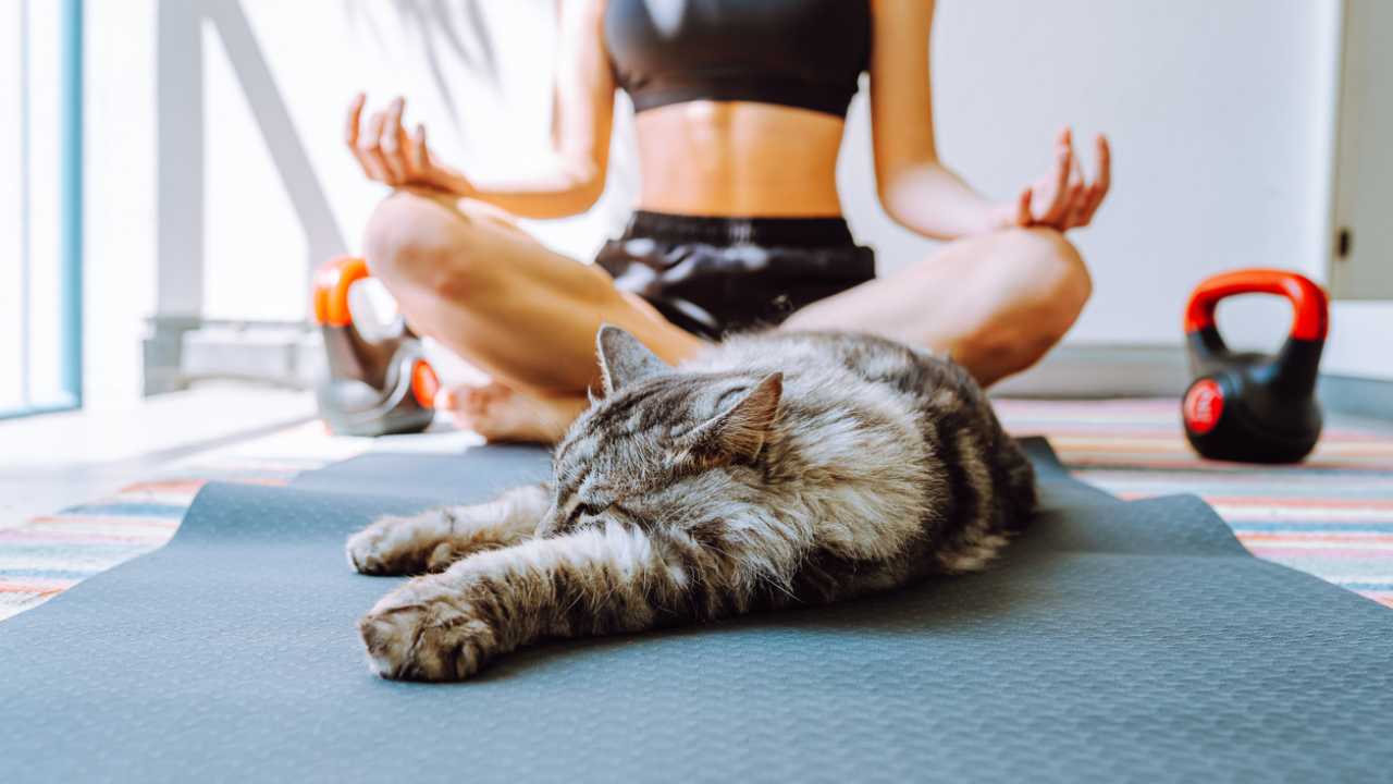 Yoga insieme ai gatti