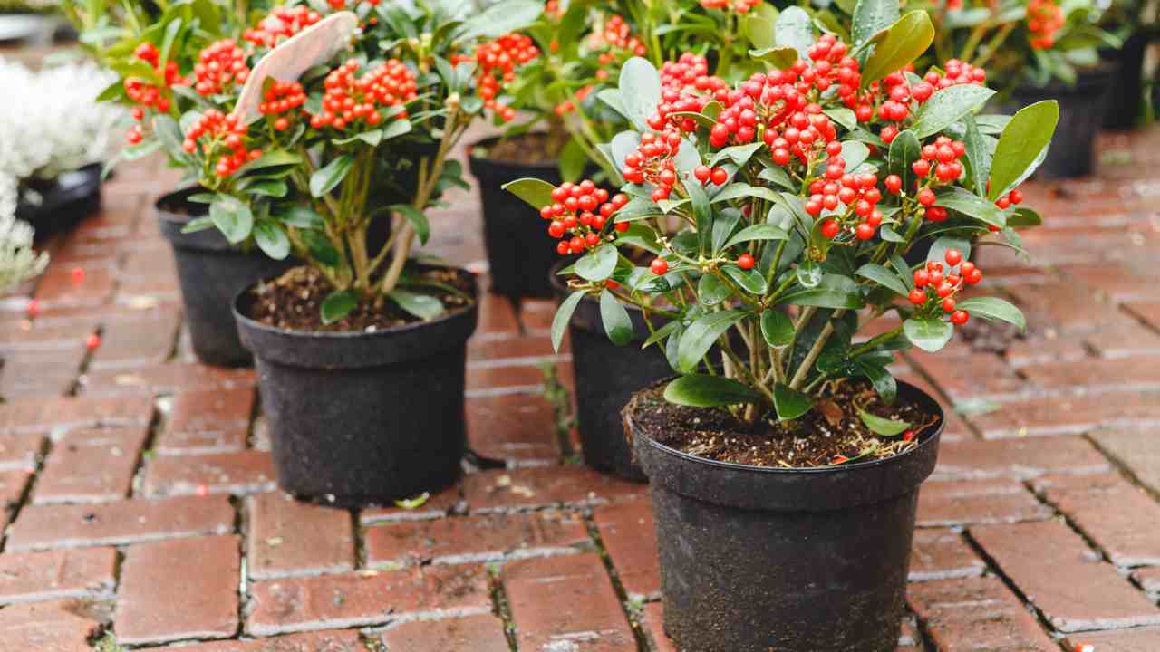 Skimmia Japonica