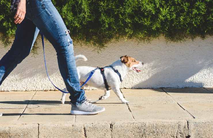 Cane a passeggio