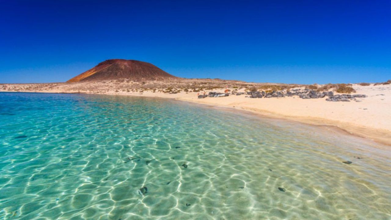 canarie